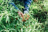 A farmer carefully inspecting spicy chili peppers growing on sustainable farmland.