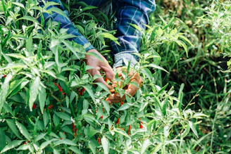 Workers handpicking fresh spices in a lush Indian spice garden.