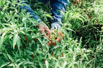 A farmer handpicking fresh spices in a sunlit Kerala spice garden.