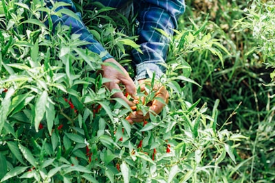 A farmer handpicking fresh spices in a sunlit Kerala spice garden.