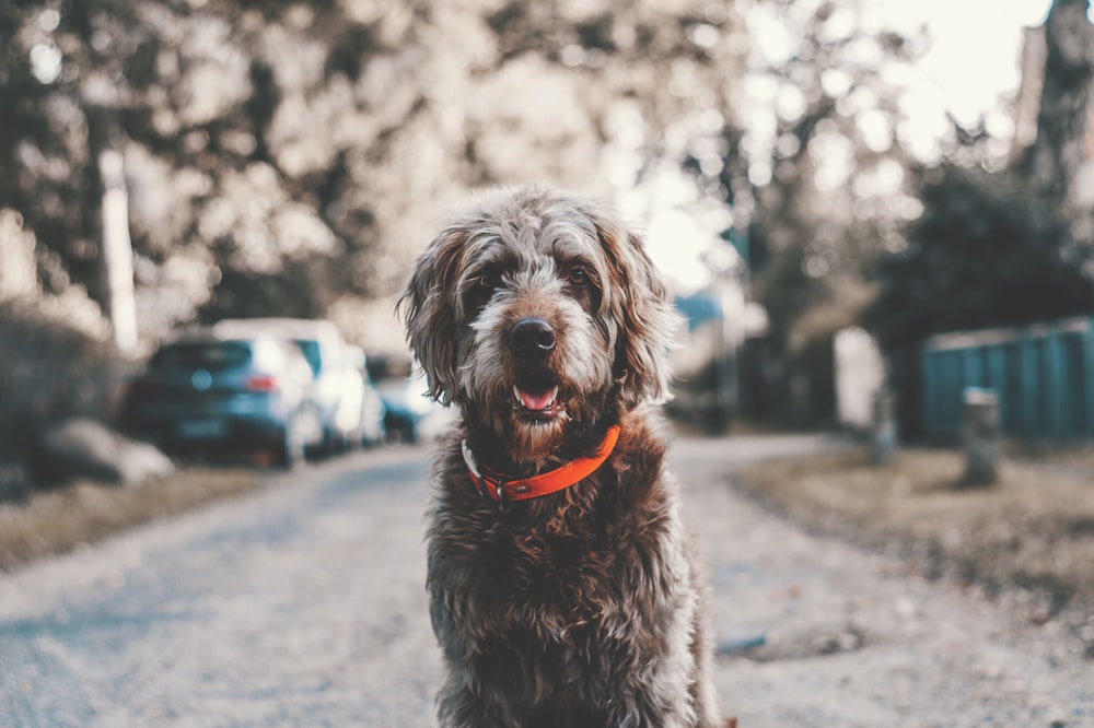 langhaariger schwarzer Hund, der tagsüber auf der Straße sitzt