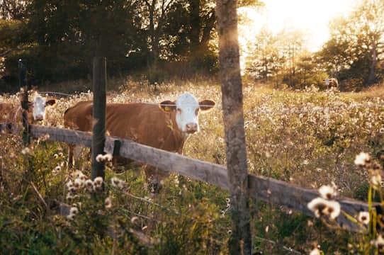 Other cow