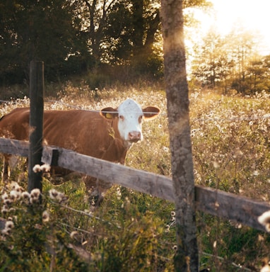 rule of thirds photography of brown cow