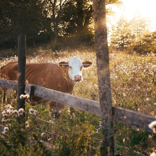 rule of thirds photography of brown cow