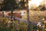 rule of thirds photography of brown cow