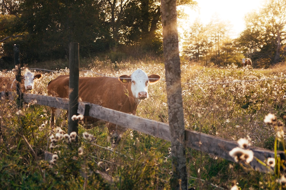 rule of thirds photography of brown cow