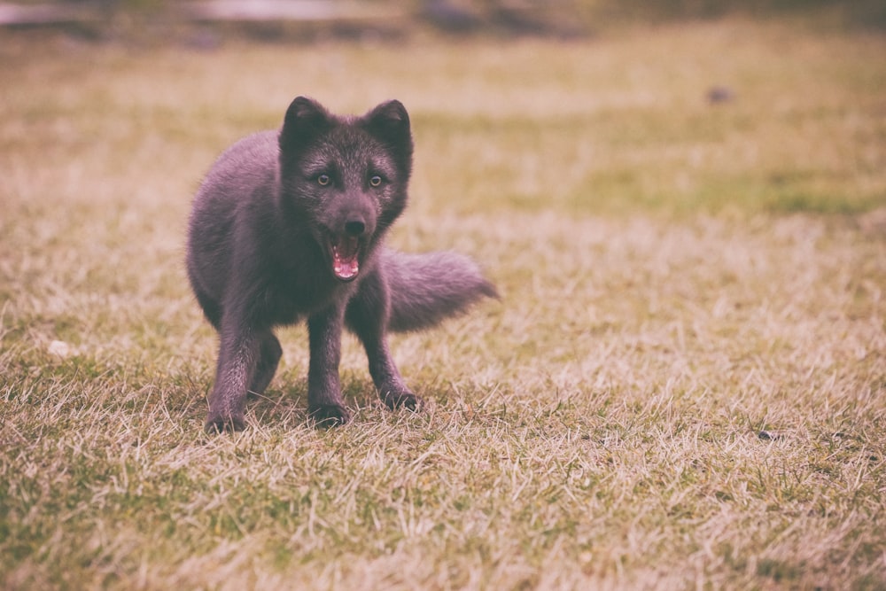 Cachorro preto de pelagem média brincando no campo verde