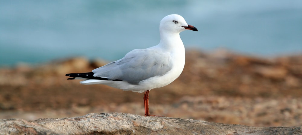 white bid on brown sand