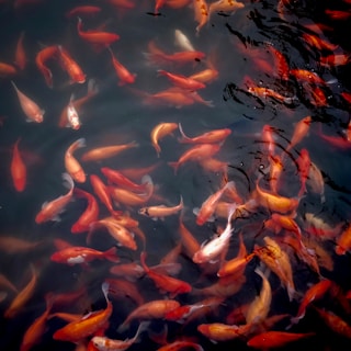 shoal of koi fish