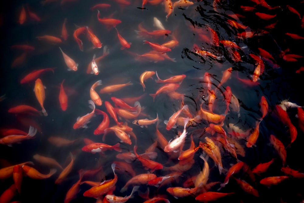 cardume de peixes koi