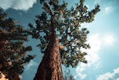 large brown tree under white clouds