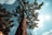 large brown tree under white clouds