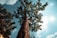 large brown tree under white clouds