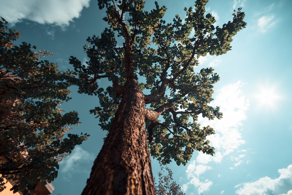 large brown tree under white clouds