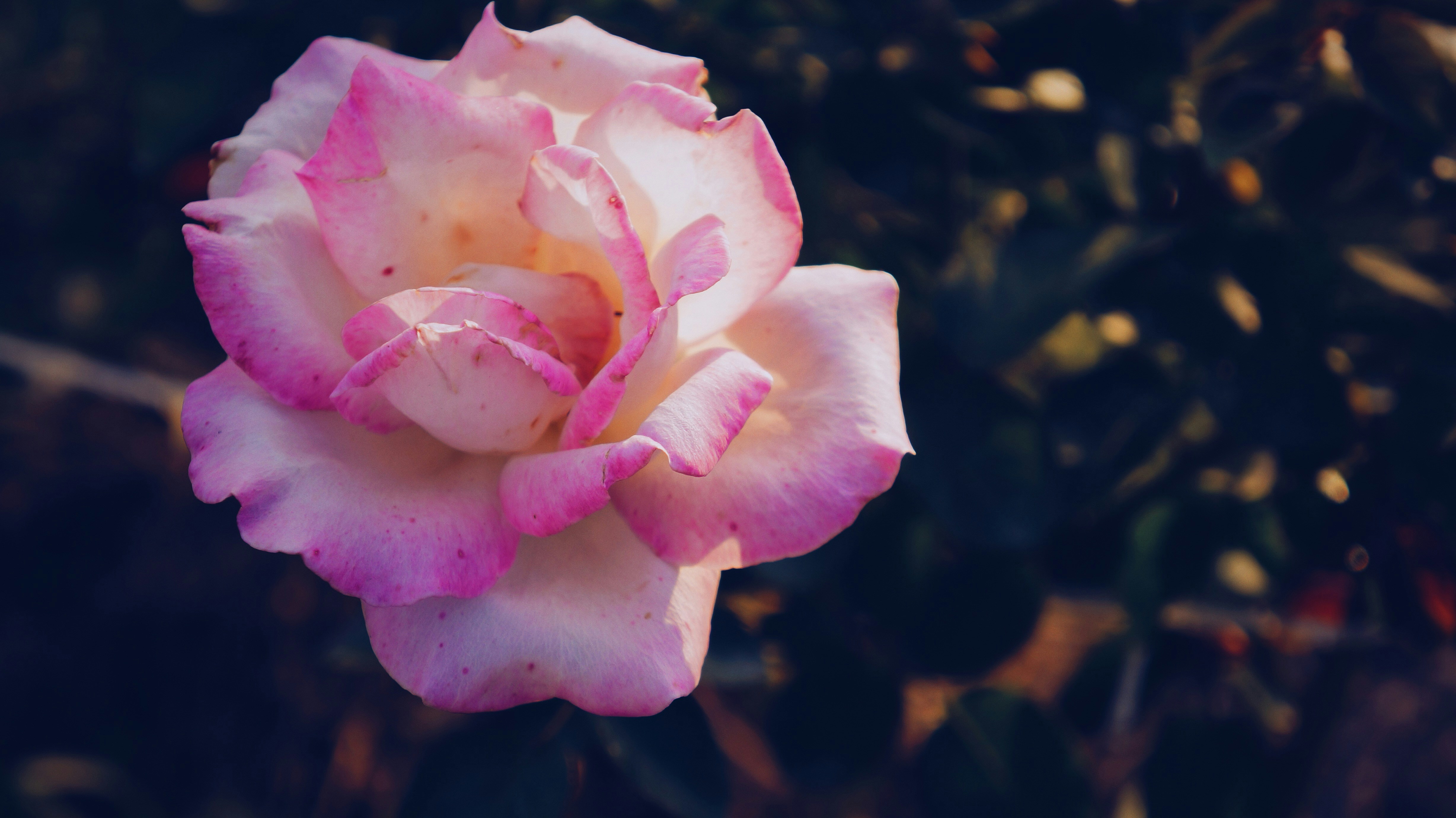 Free Unsplash photo from Riku Lu