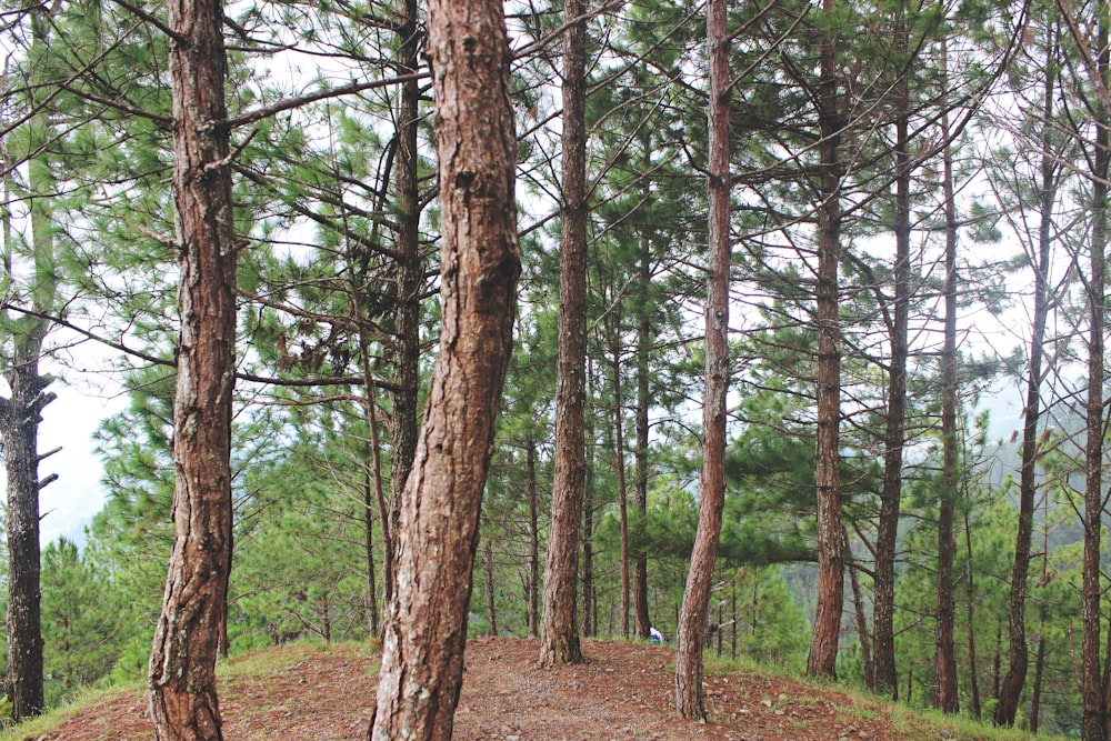 tall trees under calm sky