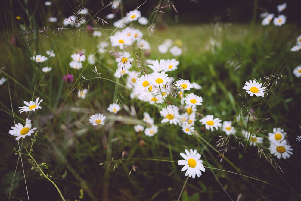 Fotografía de enfoque superficial de flores blancas