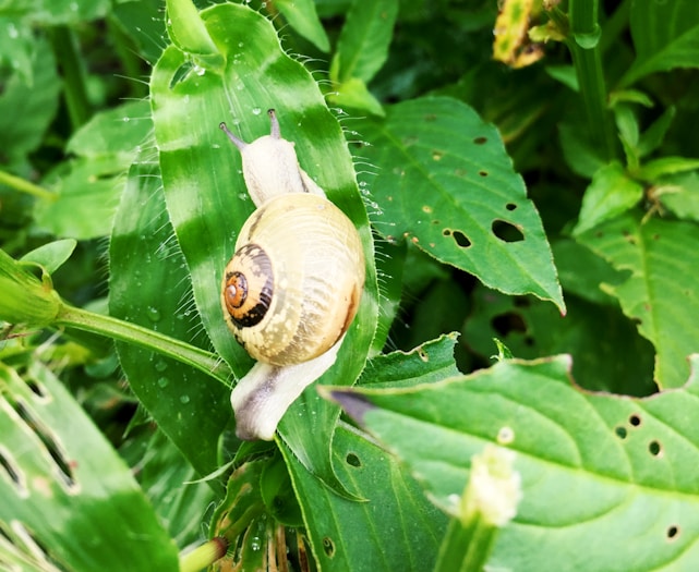 A vibrant, whimsical snail with a pink shell crawling on a fresh green leaf.