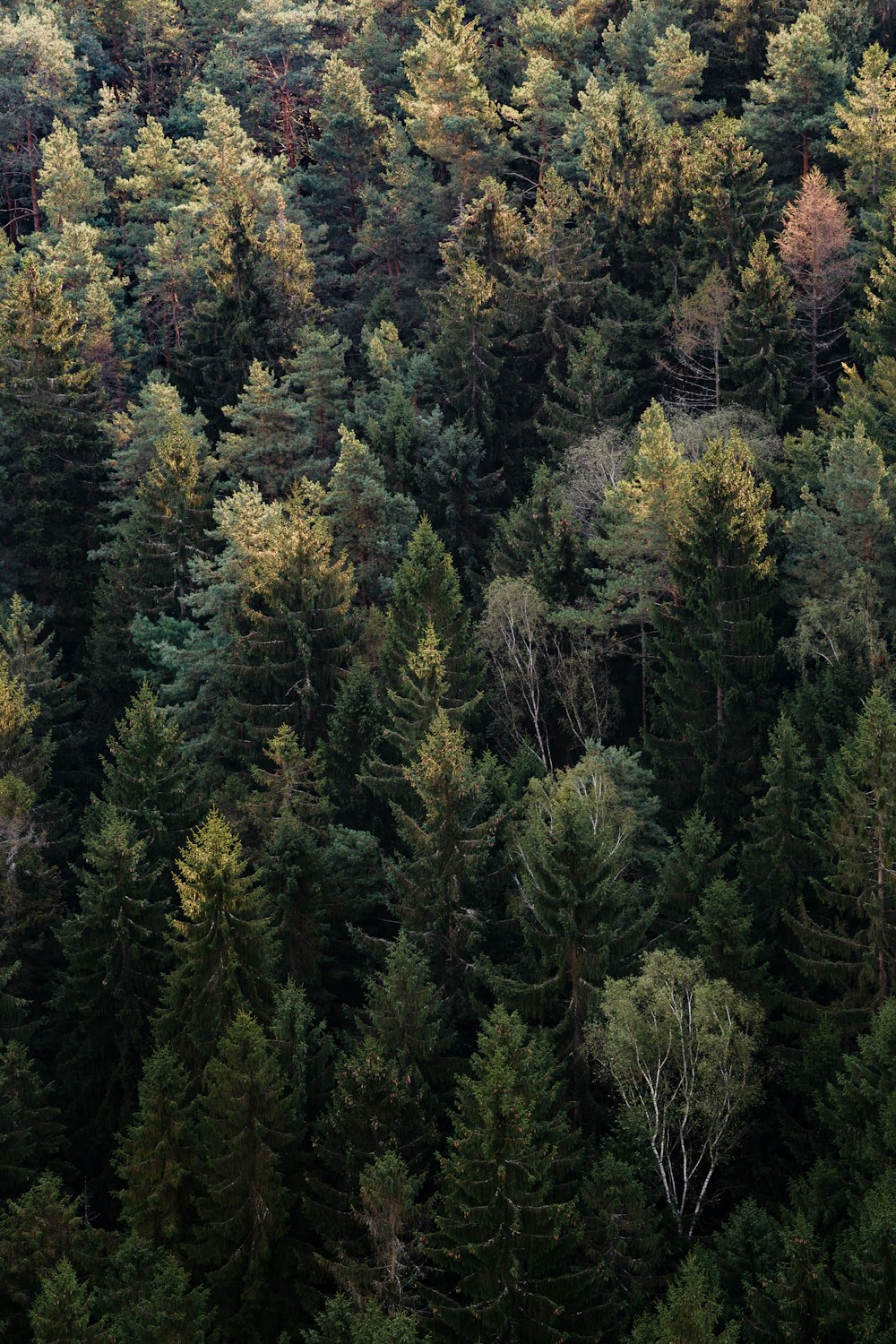 green trees during daytime