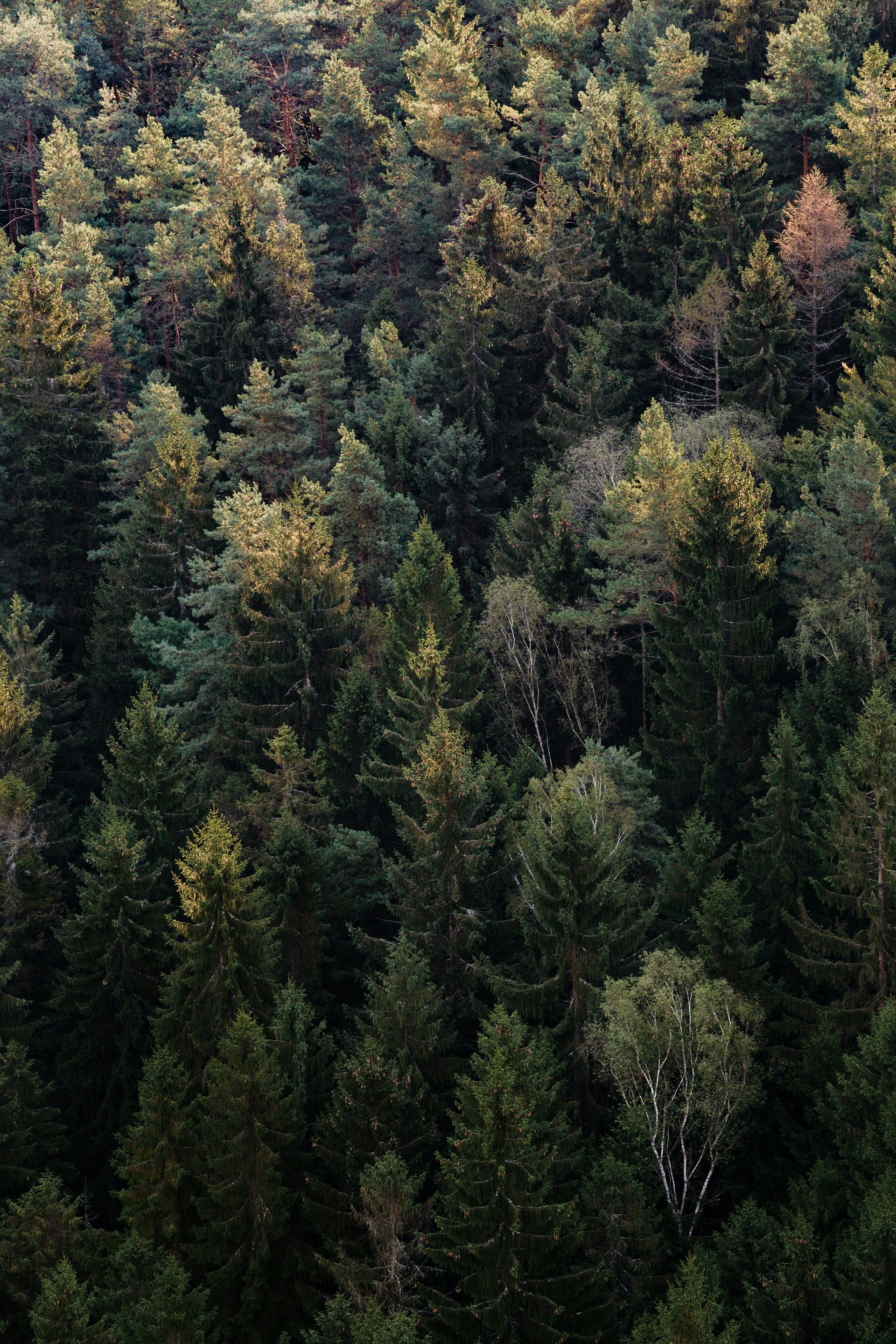 green trees during daytime