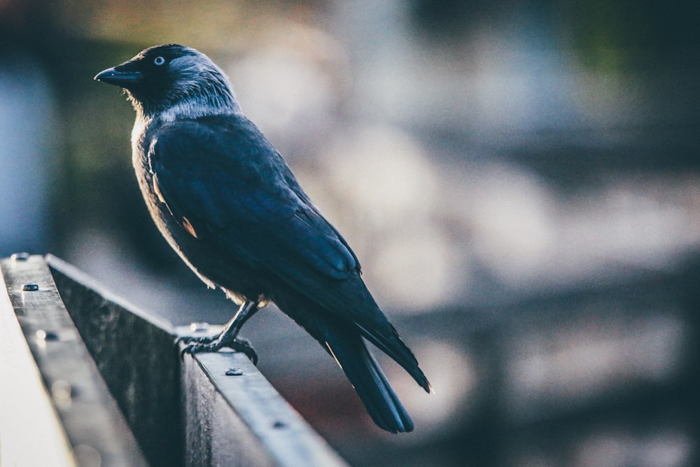 shallow focus photography of black bird