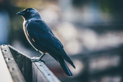 shallow focus photography of black bird blue-eyed google meet background