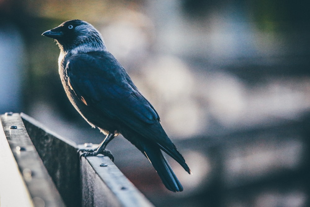 Photographie à mise au point peu profonde d’oiseau noir