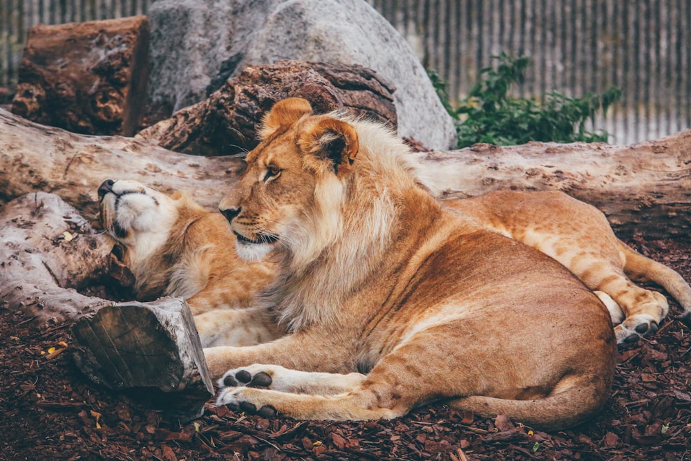león y leona acostados sobre una superficie marrón