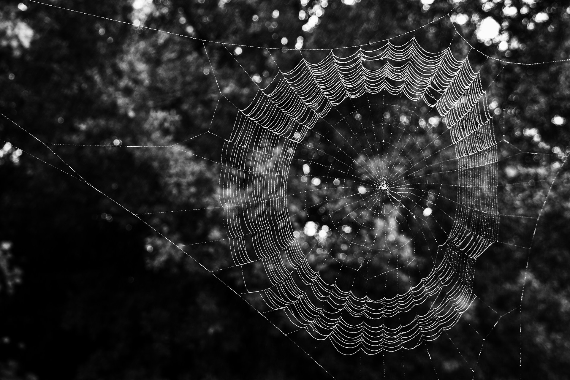 An artistic black and white macro shot of a delicate spider web sparkling with tiny droplets against a blurred natural background.