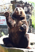 Bear waving warmly, standing tall beside a cozy wooden cabin.