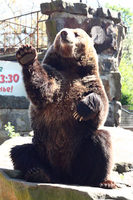 Bear waving warmly, standing tall beside a cozy wooden cabin.