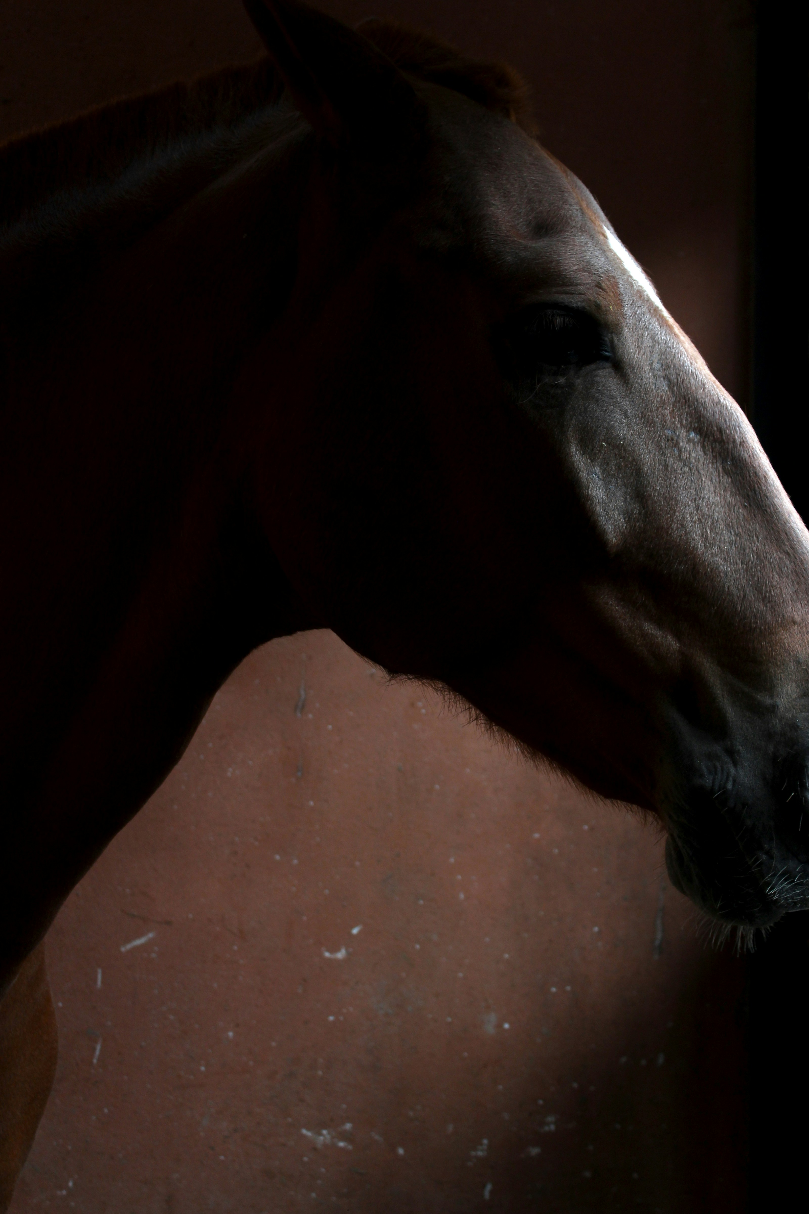 Free Unsplash photo from julian mora