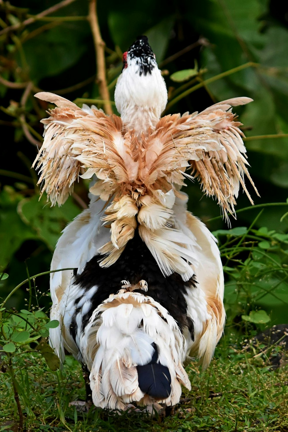 black, brown and white duck with fluttered wings