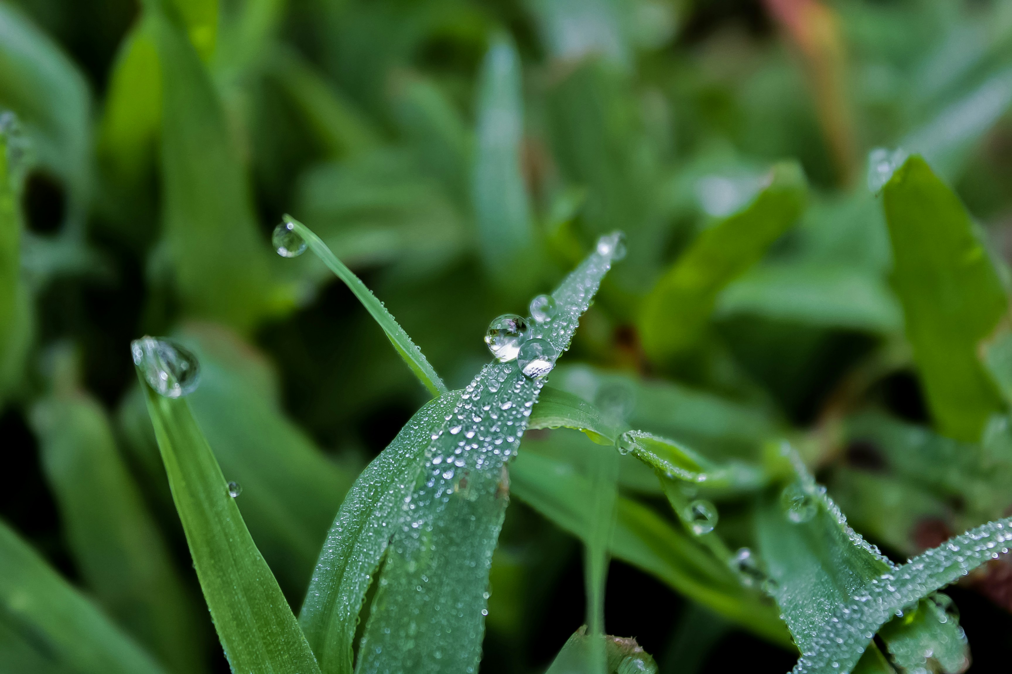 Free Unsplash photo from Adam Gregerson