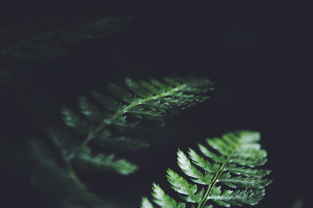 green fern plant with black background