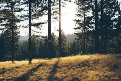 green trees under sunny sky wild google meet background