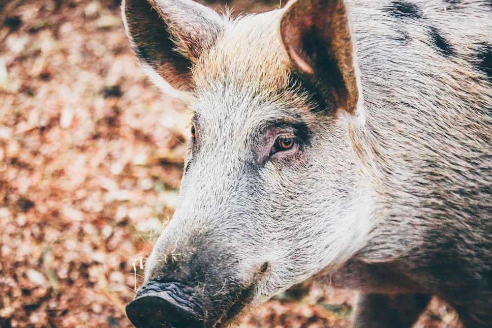 photo of boar