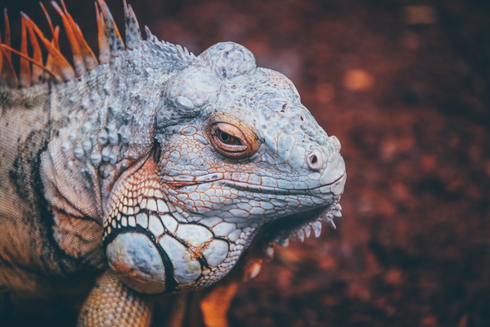 Selektives Fokusfoto eines grauen und braunen Reptils