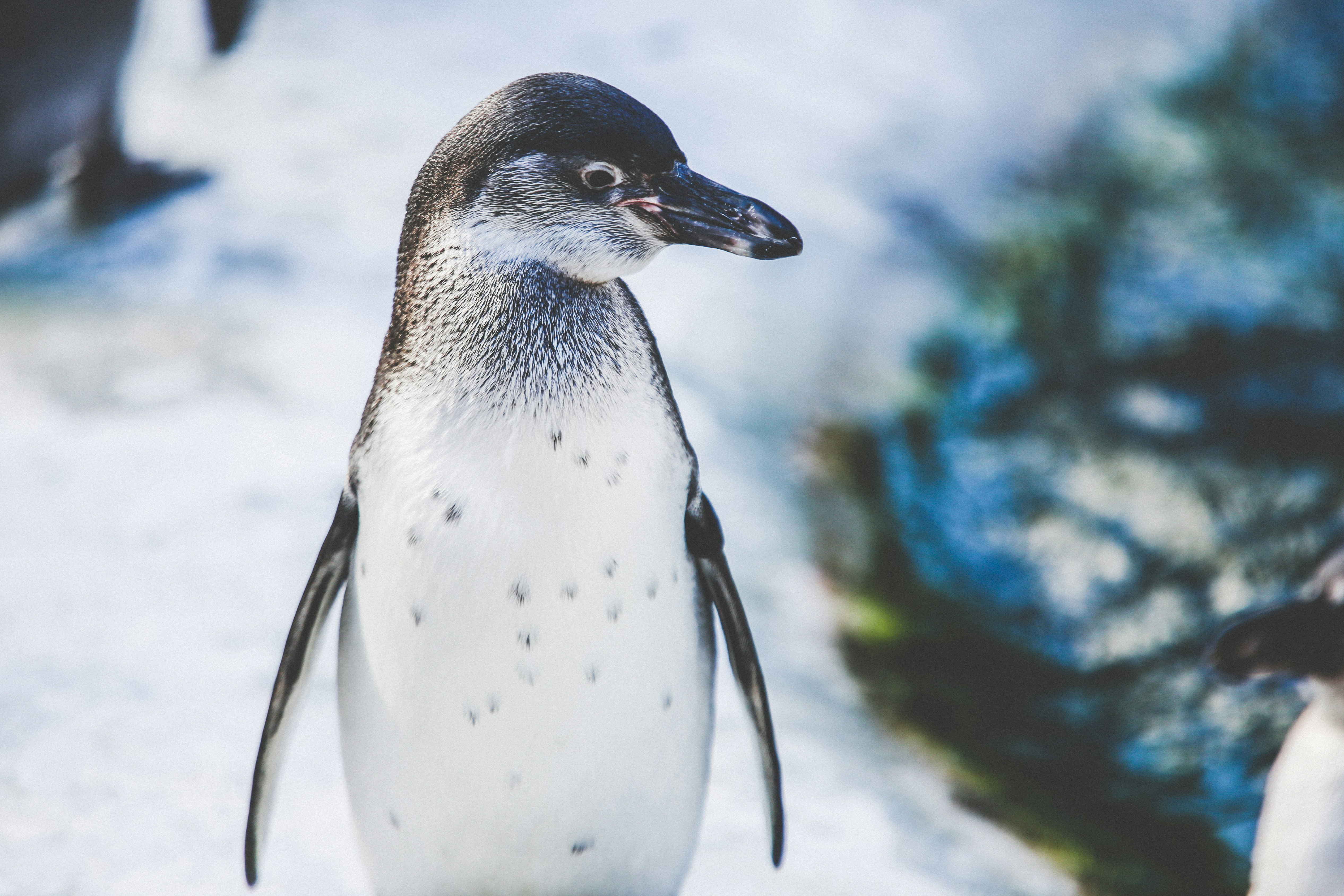 selective focus of white and gray penguin
