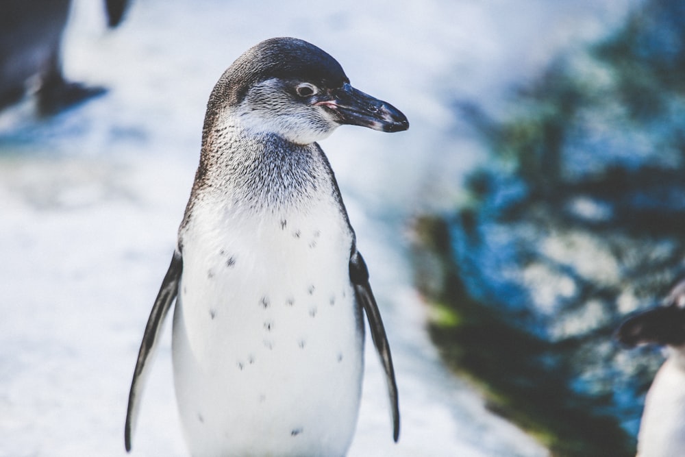 Messa a fuoco selettiva del pinguino bianco e grigio