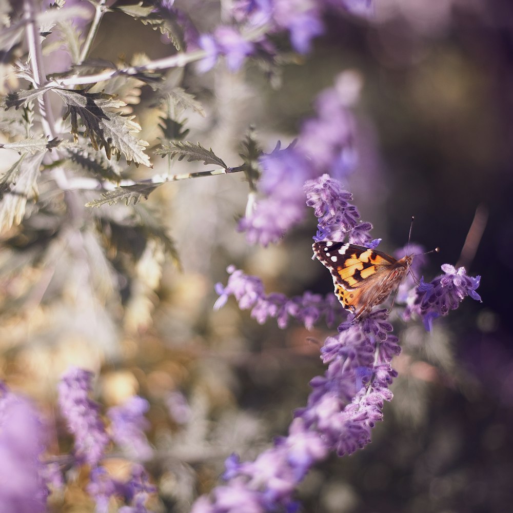 mariposa marrón en flor púrpura