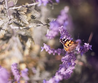 brown butterfly on purple flower