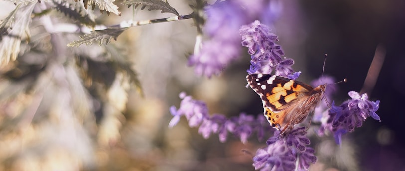 brown butterfly on purple flower