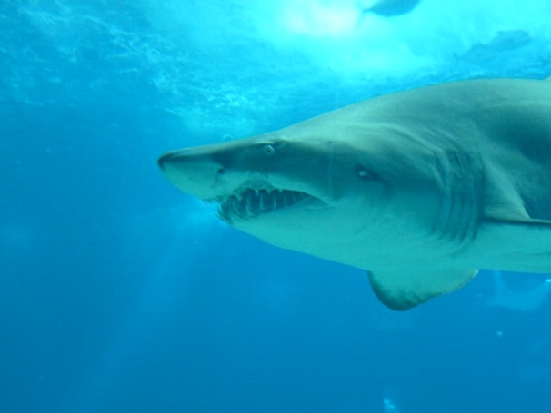 A large shark swims through the ocean, showcasing its sharp teeth and sleek body. The water is a vibrant blue, appearing both vast and deep.