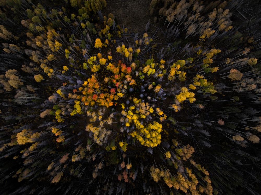 色とりどりの花々の航空写真