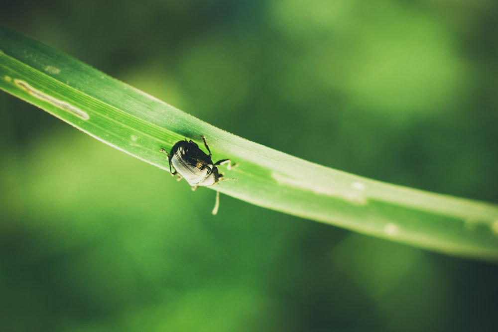 Selektive Fokusfotografie des grünen Käfers auf dem Blatt