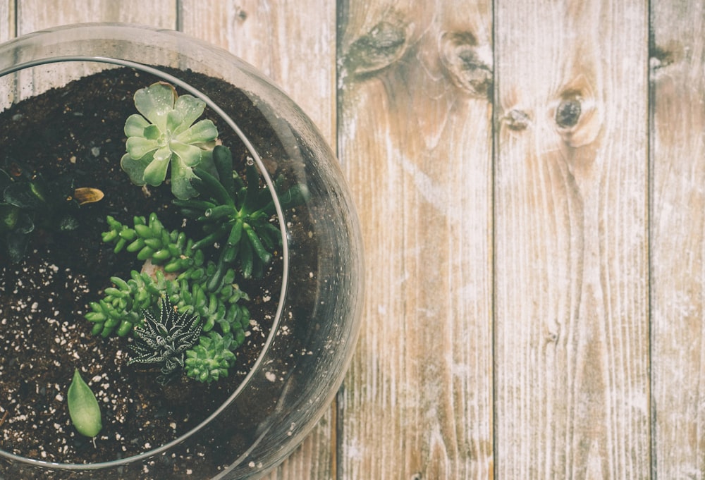 una planta en maceta sentada encima de una mesa de madera