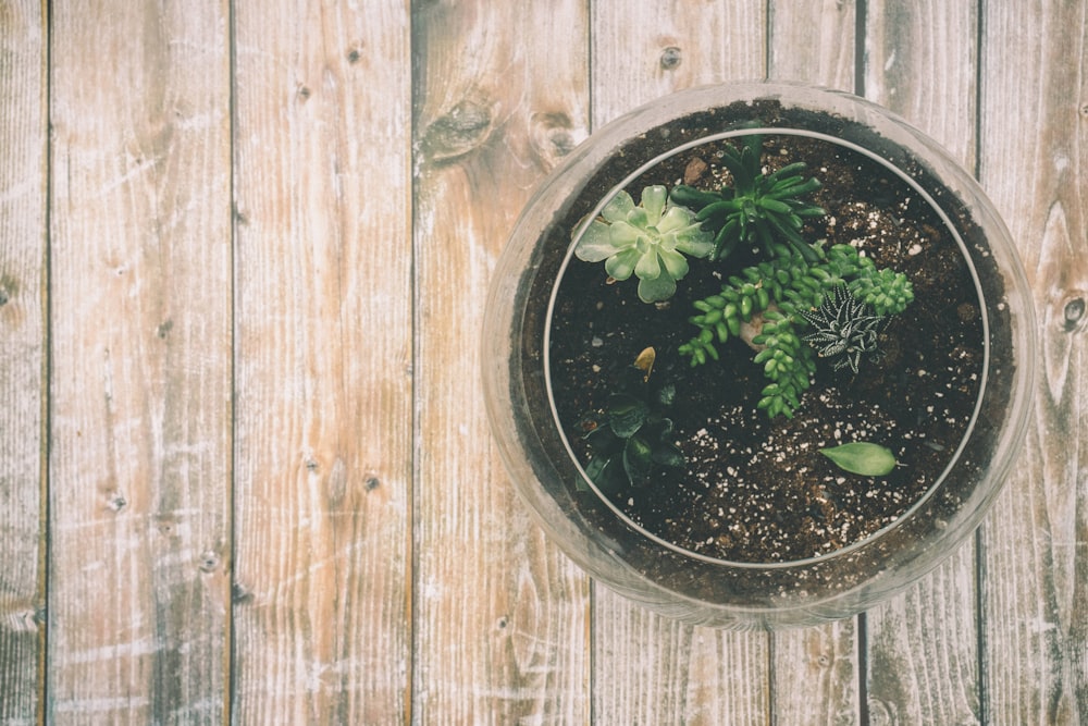 fish bowl on wood plank