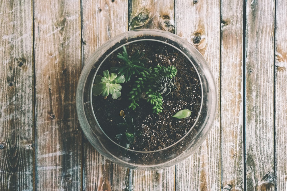 緑の多肉植物