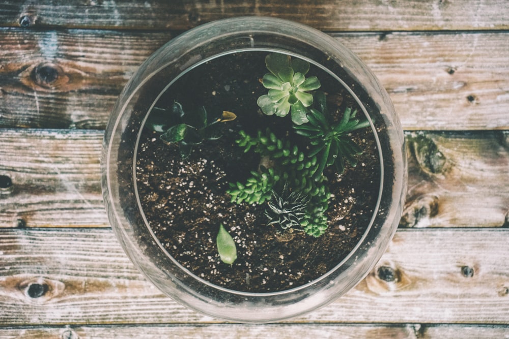 木のテーブルの上に座っている小さな鉢植えの植物